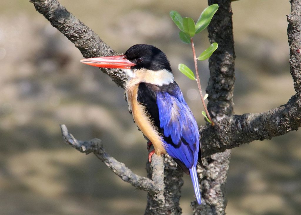 kingfisher, national parks in india