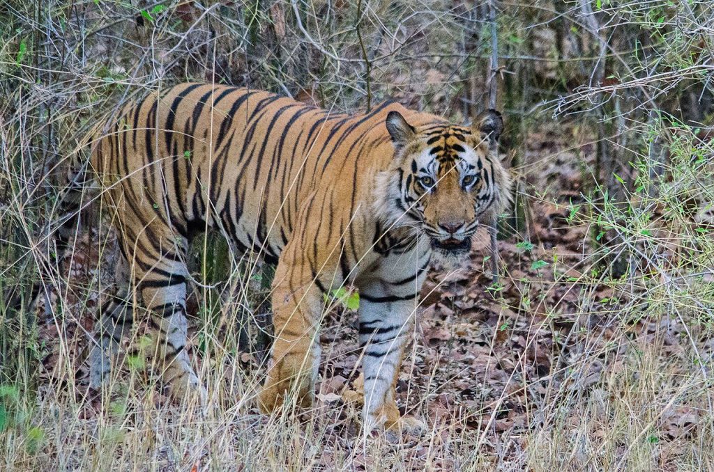 tiger, national parks in india