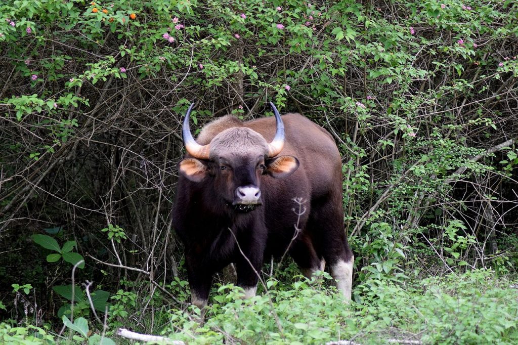 bison, national parks in india