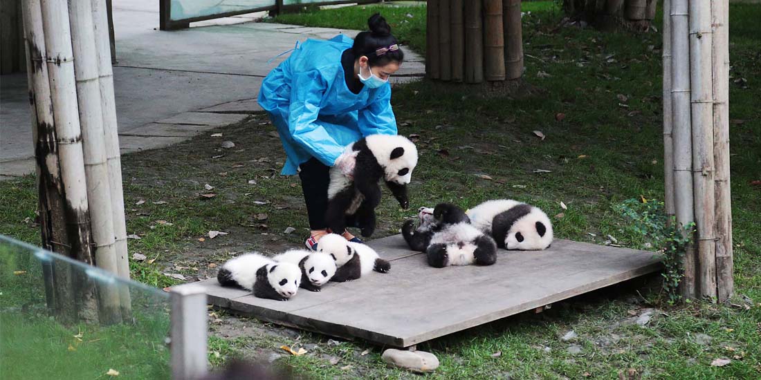 Панда собирает в круг ремикс. Chengdu Panda Base. Chengdu research Base of giant Panda. Giant Panda breeding research Base. Панда - национальное сокровище Китая.