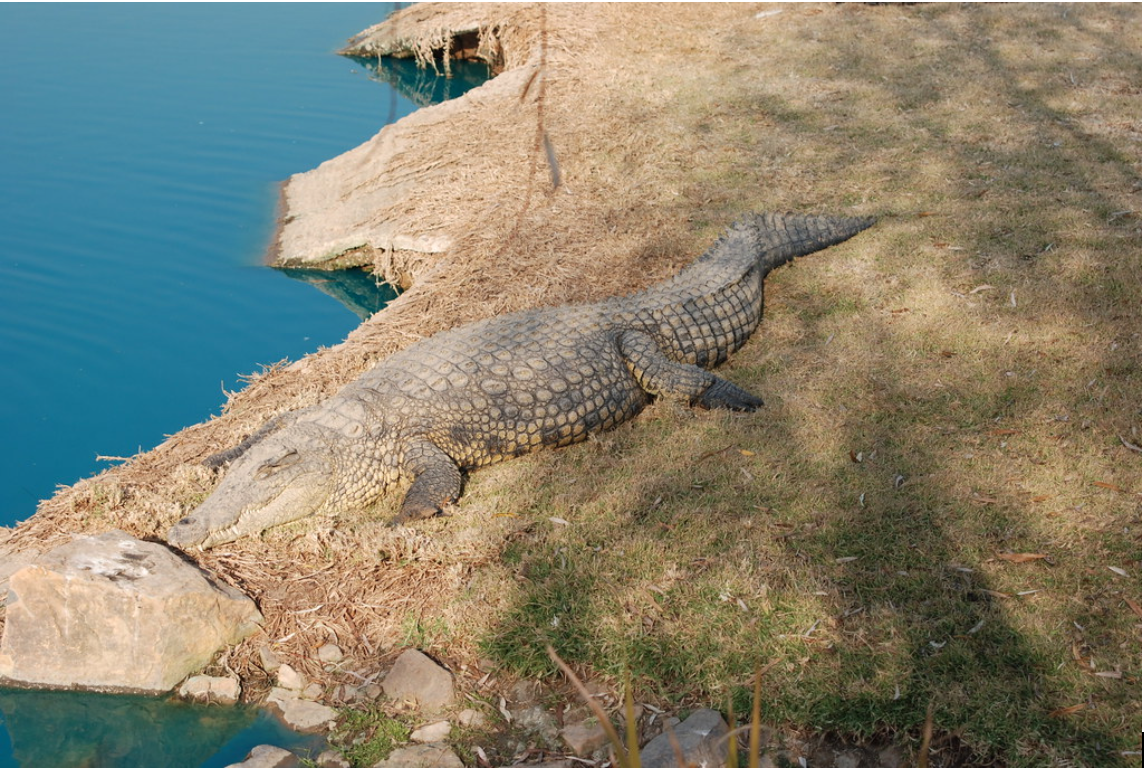 If you have a penchant for death-defying, adrenaline-pumping activities, then you won’t find a more thrilling experience than at the Croc City Crocodile & Reptile Park! 