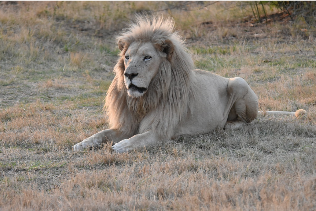 Get an up-close and personal look at the natural beauty of native African species by going on an exciting safari excursion at the Lion & Safari Park in Gauteng.