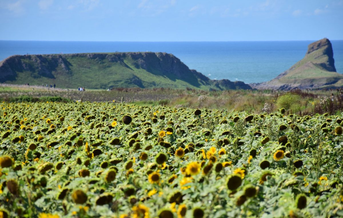 Llangennith Beach