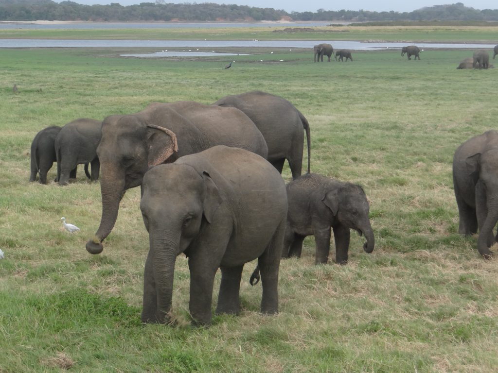 SL Elephants