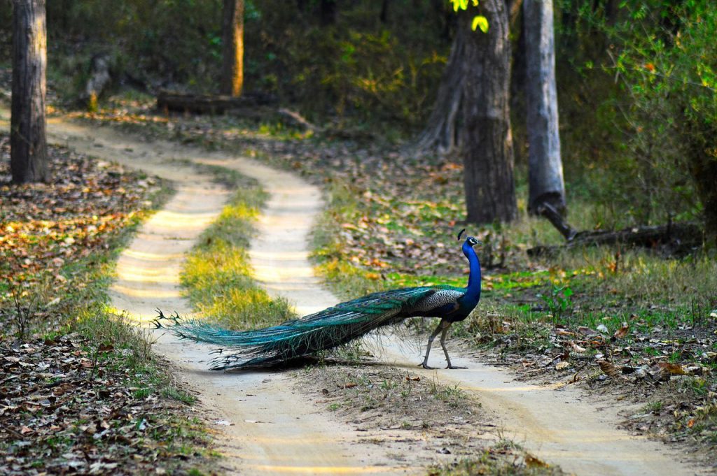 peacock, national parks in india