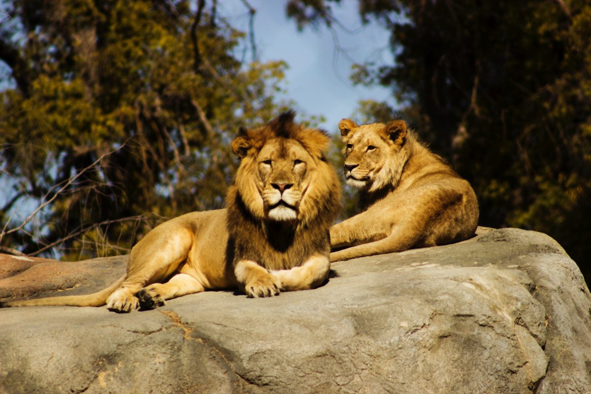 Majestic Lions at the zoo