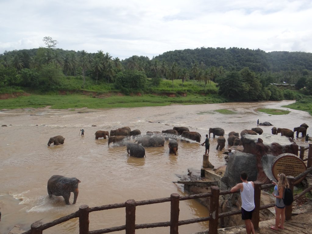 Elephant Orphanage