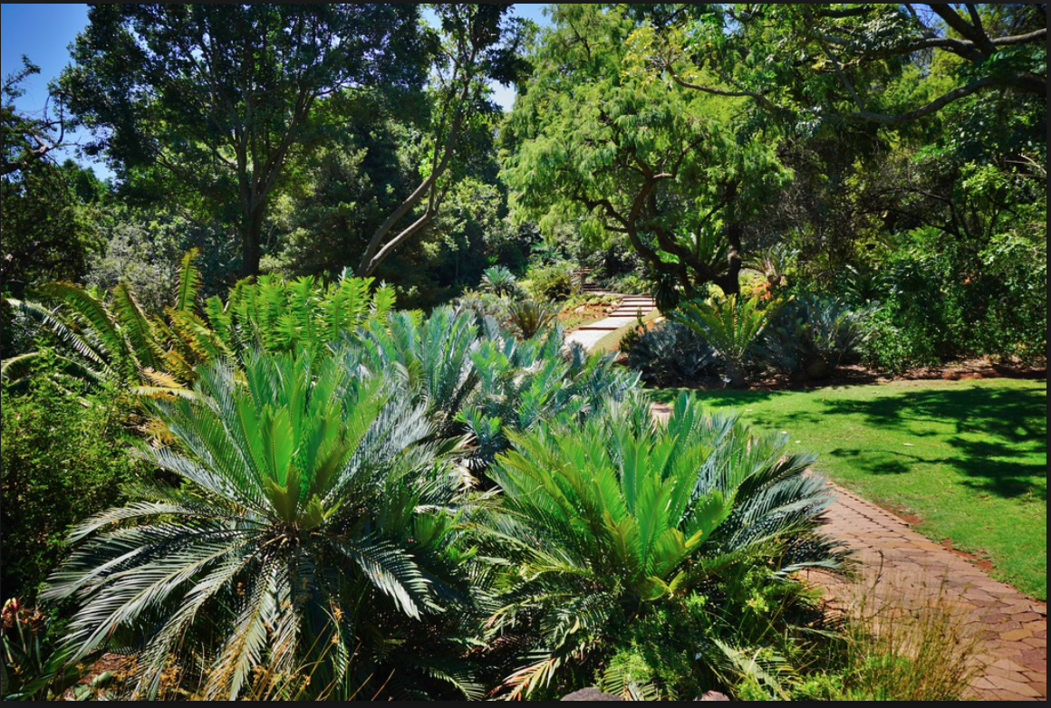 As one of South Africa’s nine National Botanical Gardens, Pretoria displays several different areas of carefully designed gardens. 