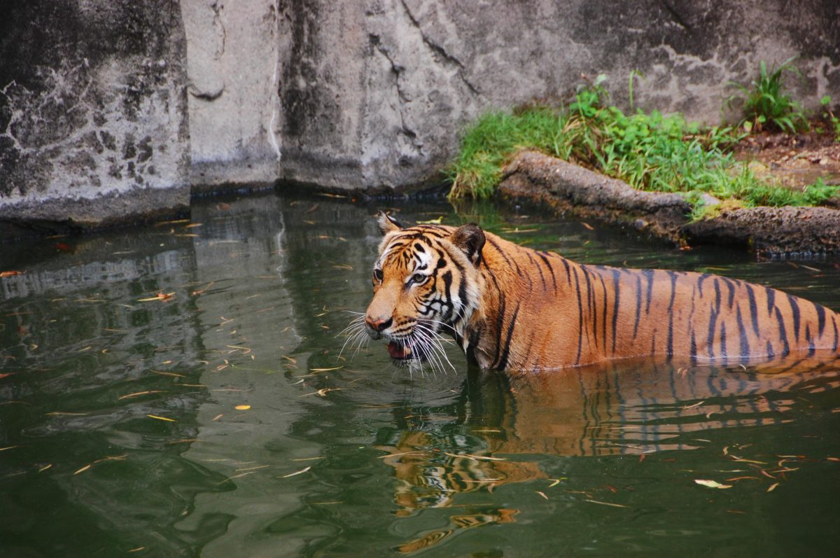 Housing more than 6,000 animals from 900 species, the Houston Zoo is the second most visited zoo in the United States, with more than 2 million visitors every year.