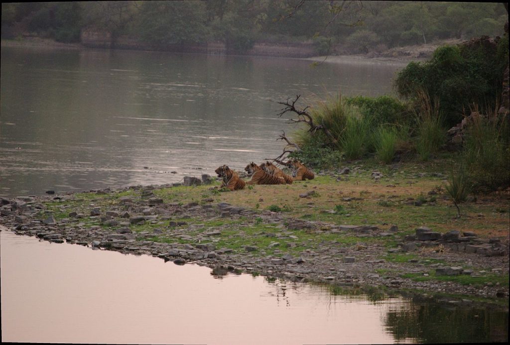 tigers, national parks in india