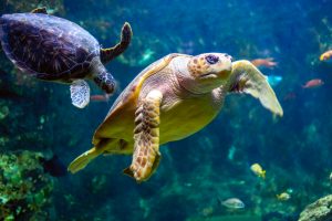 Turtle 300x200 - Top 10 Spectacular Must-Visit Aquariums in the World