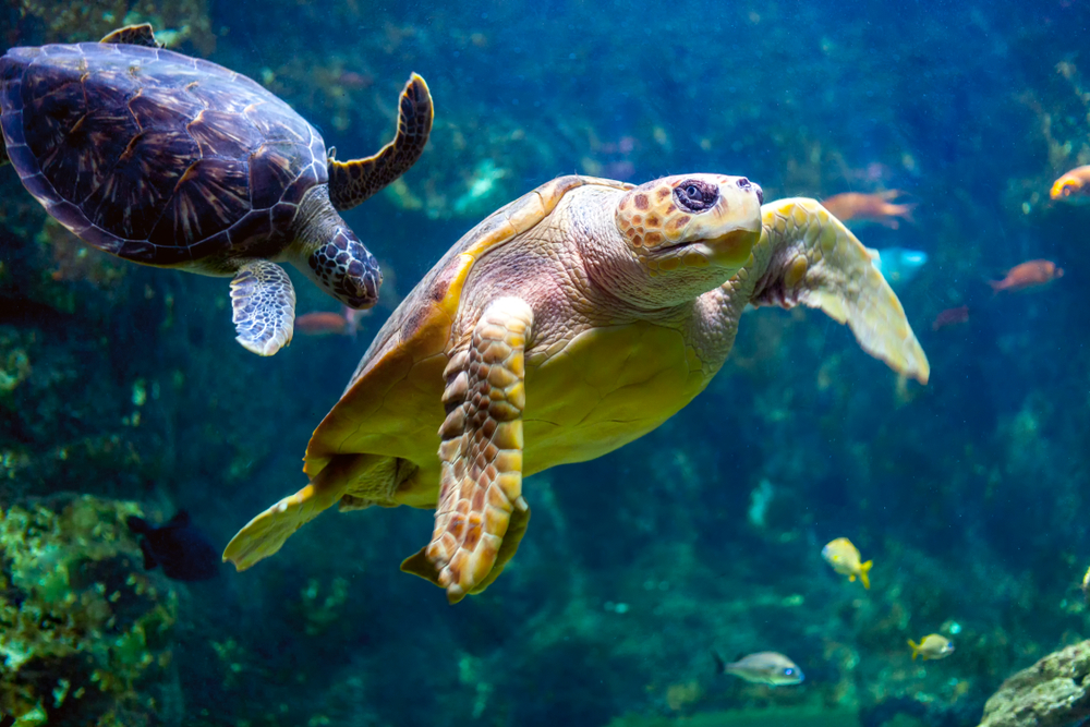 Your Complete Guide to Tennessee Aquarium Turtle - Your Complete Guide to Tennessee Aquarium
