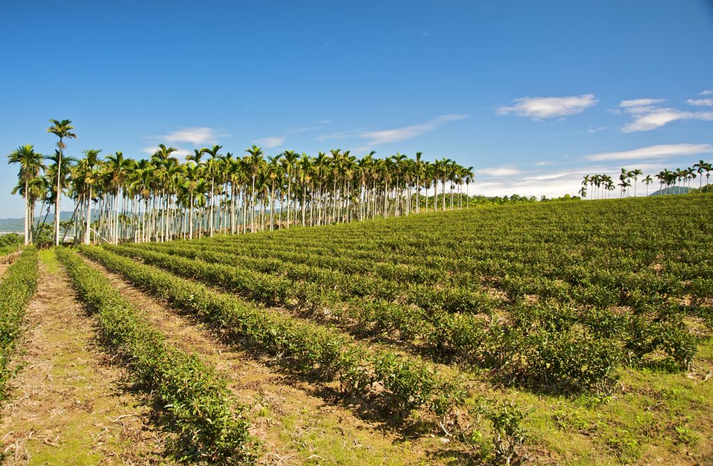 Wuhe Tea Plantation