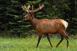 animal antlers close up 86593 300x200 - Elk Island National Park – All You Need To Know