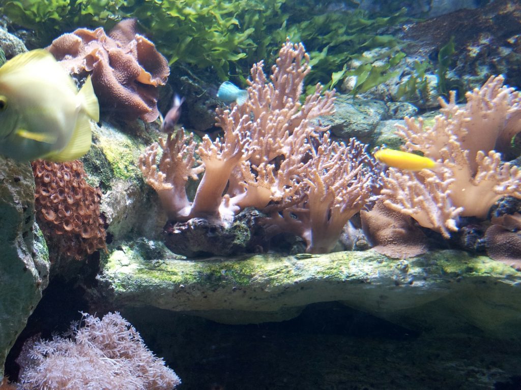 Aquariums