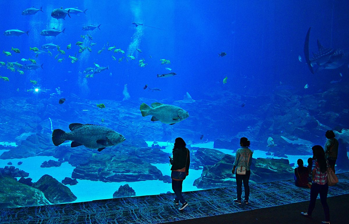 Top 10 Spectacular MustVisit Aquariums in the World TouristSecrets