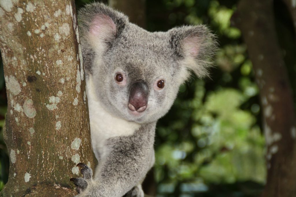 Australian animals, koala, zoo