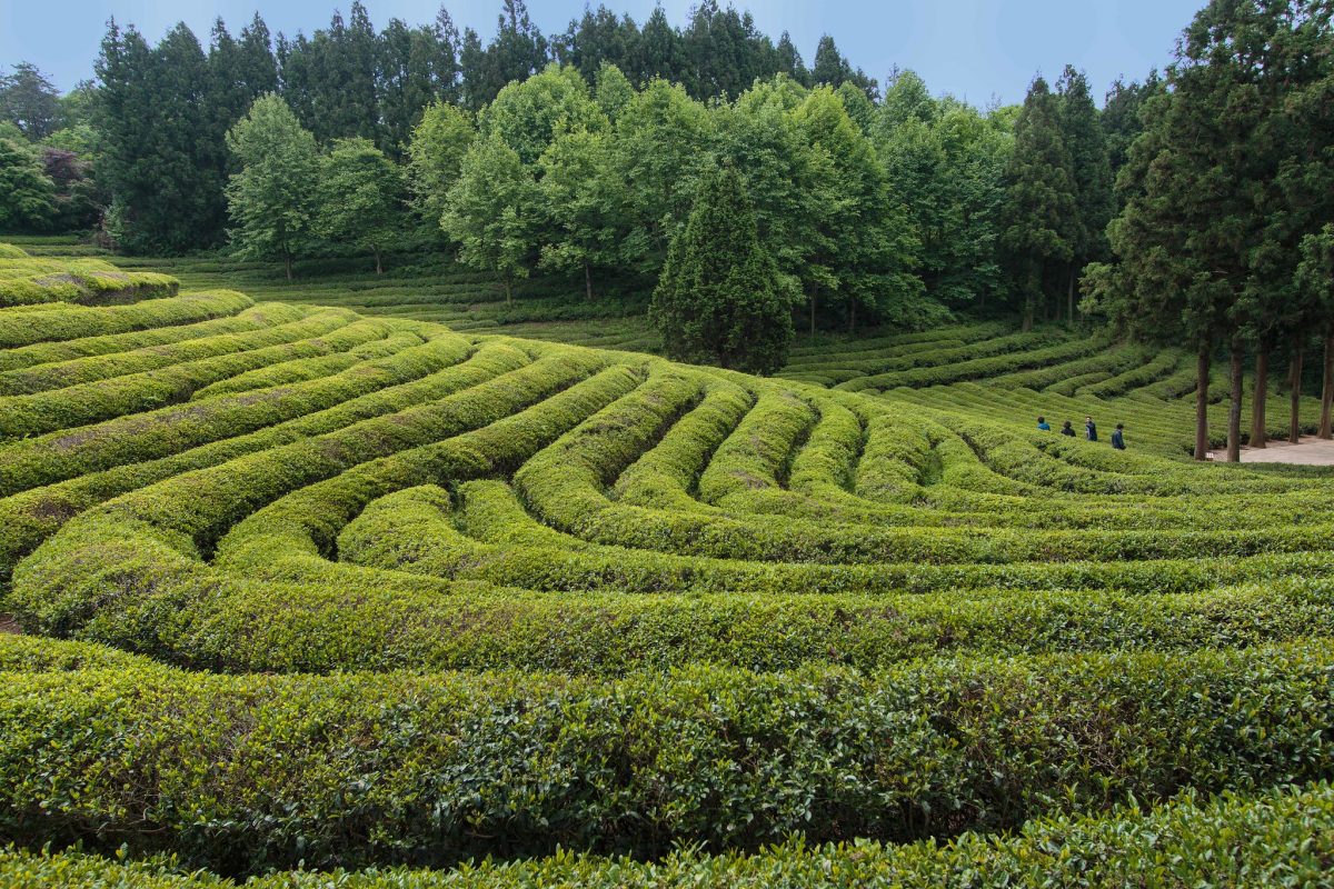 Boseong Green Tea Field, Boseong, South Korea Boseong Green Tea Field, Boseong, South Korea