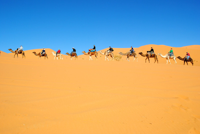 People riding camels in Erg Chebbi desert in the day