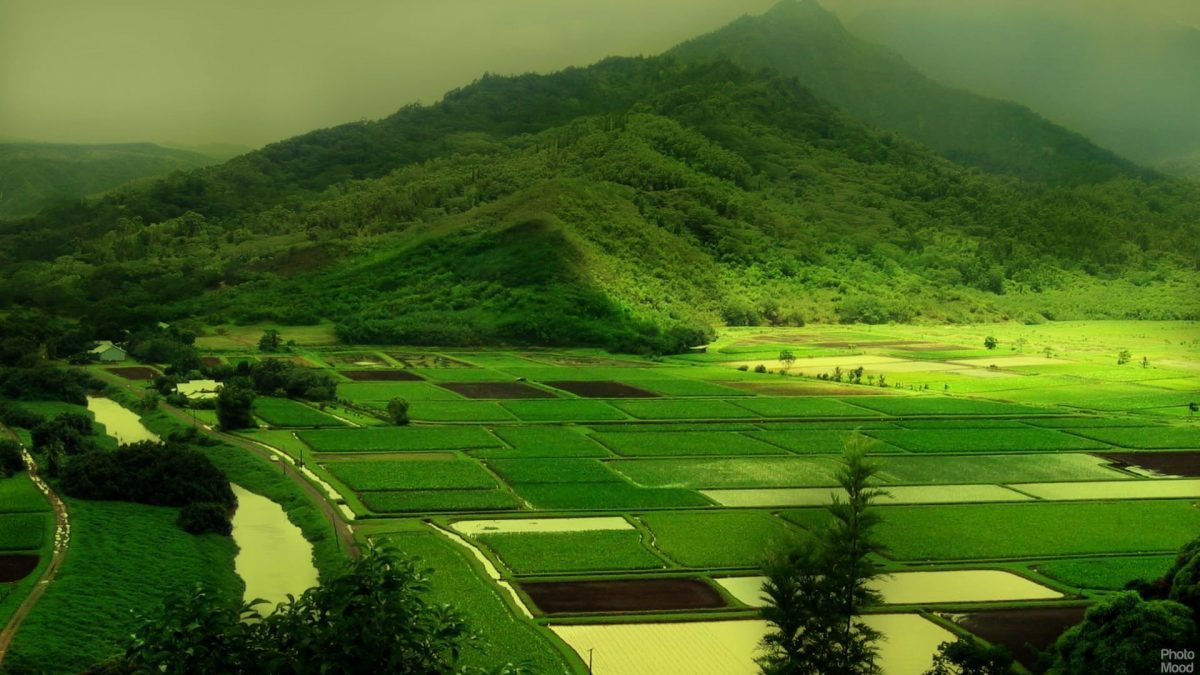 coorg-fields