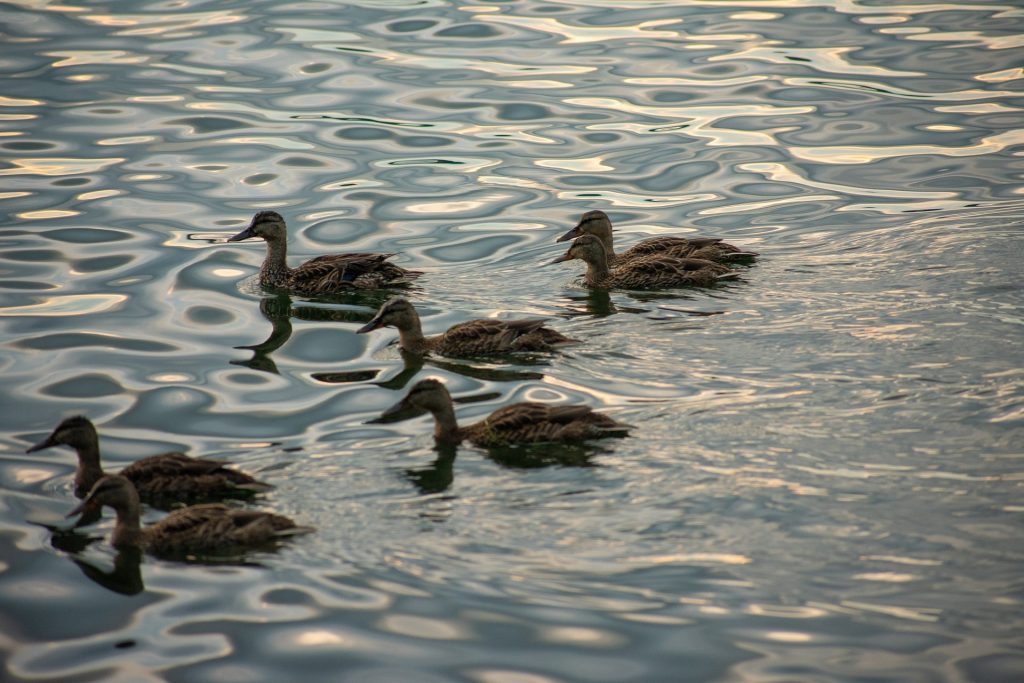 Lake Erie