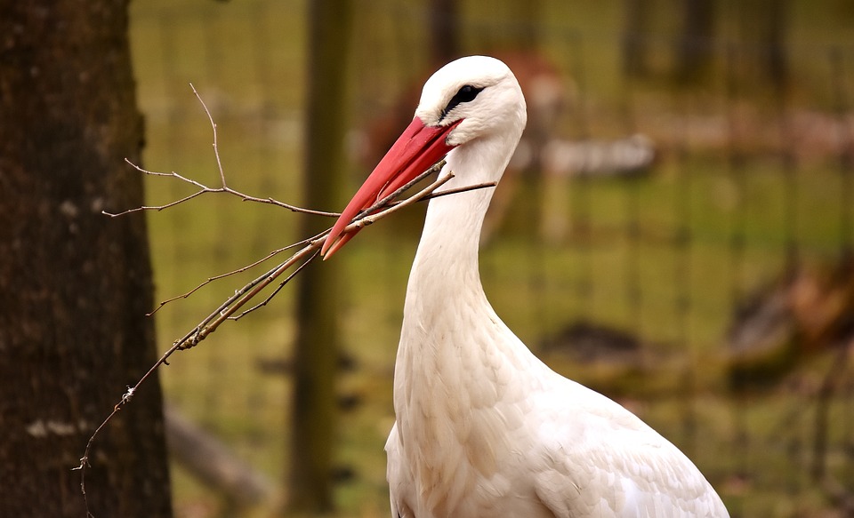 Fota Wildlife Park, Cork 