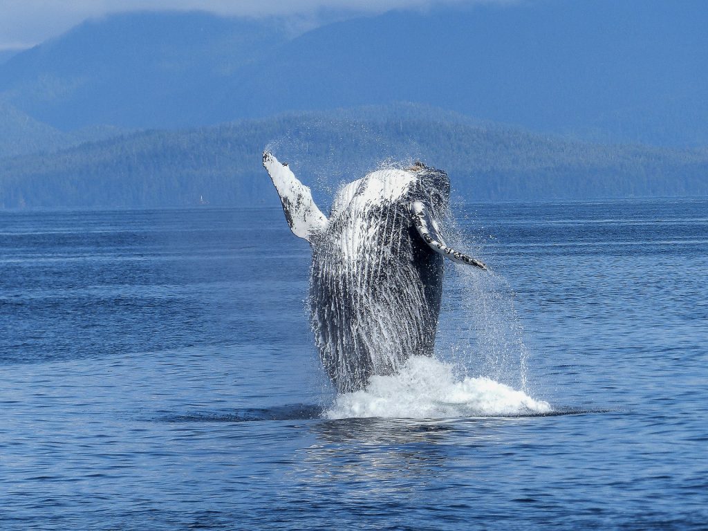 Humpback whale