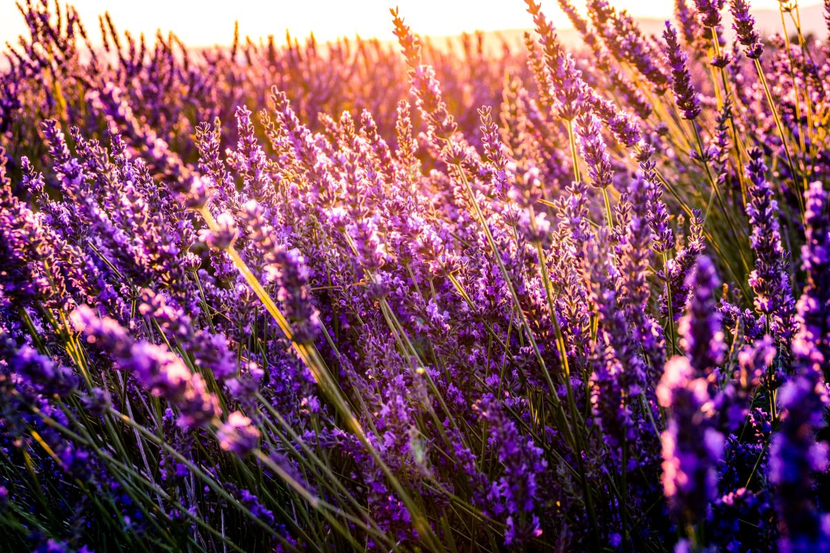 lavender, flower, taichung