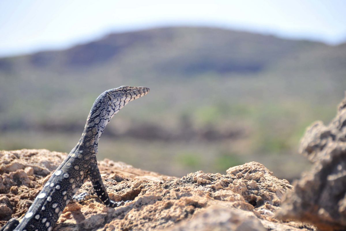 lizard, kalbarri national park lizard, kalbarri national park