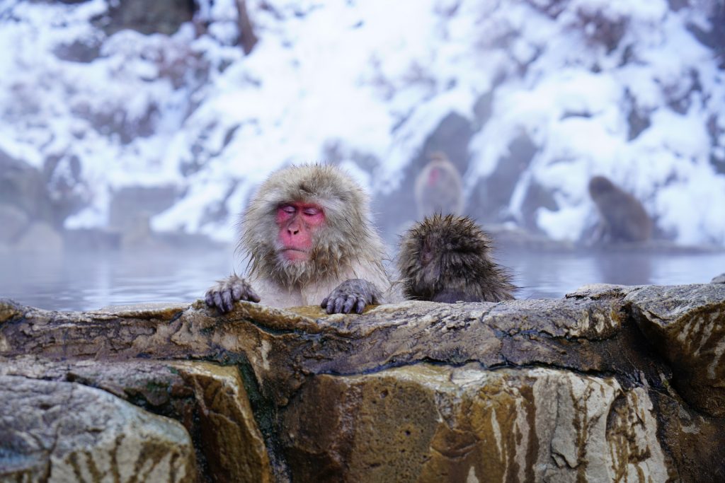 Monkey park, onsen, Japan