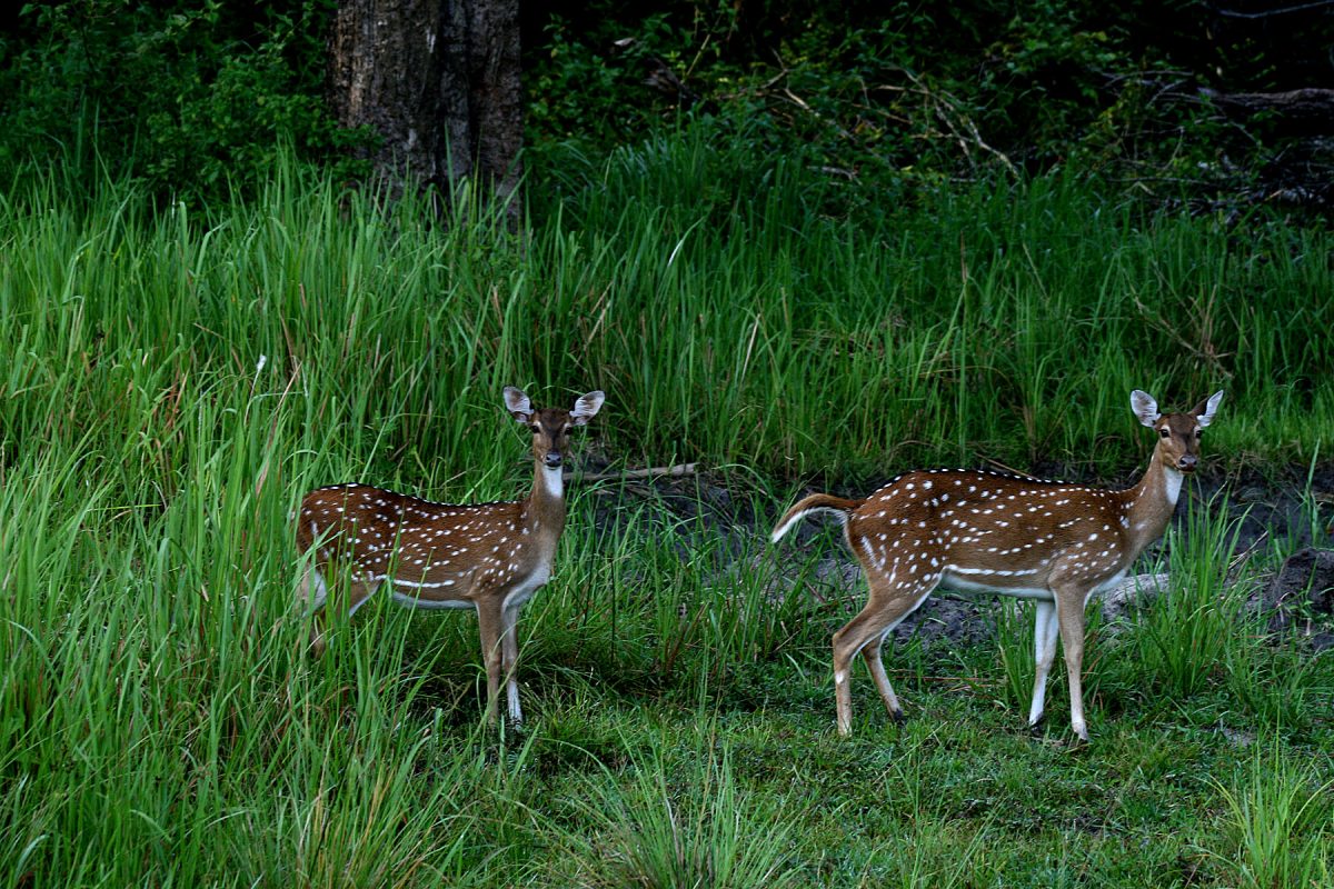 Nagarhole National Park weekend getaways from Bangalore