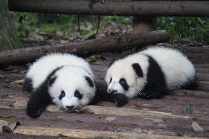 Giant Pandas in Chengdu, China