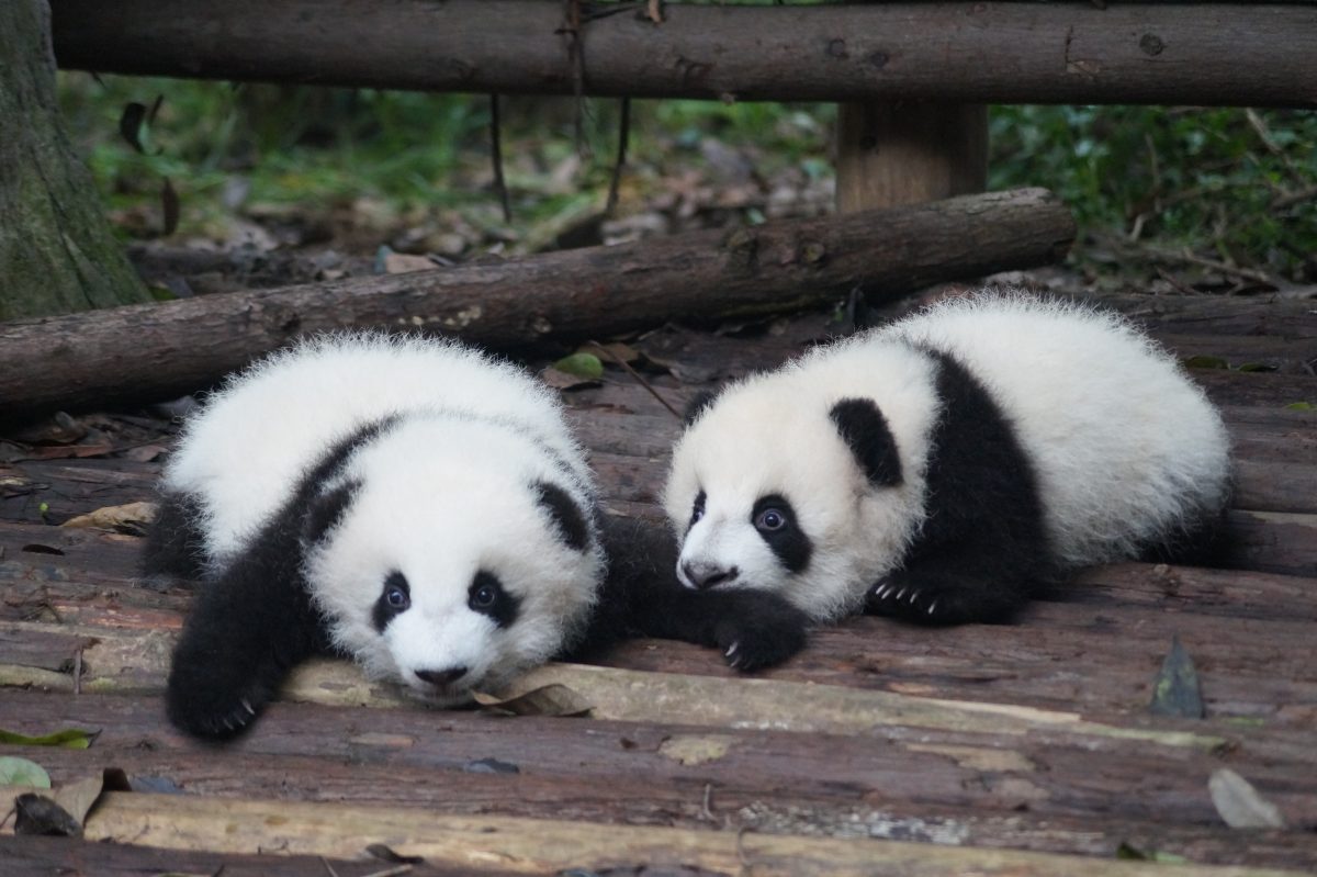 Giant Pandas in Chengdu, China Giant Pandas in Chengdu, China