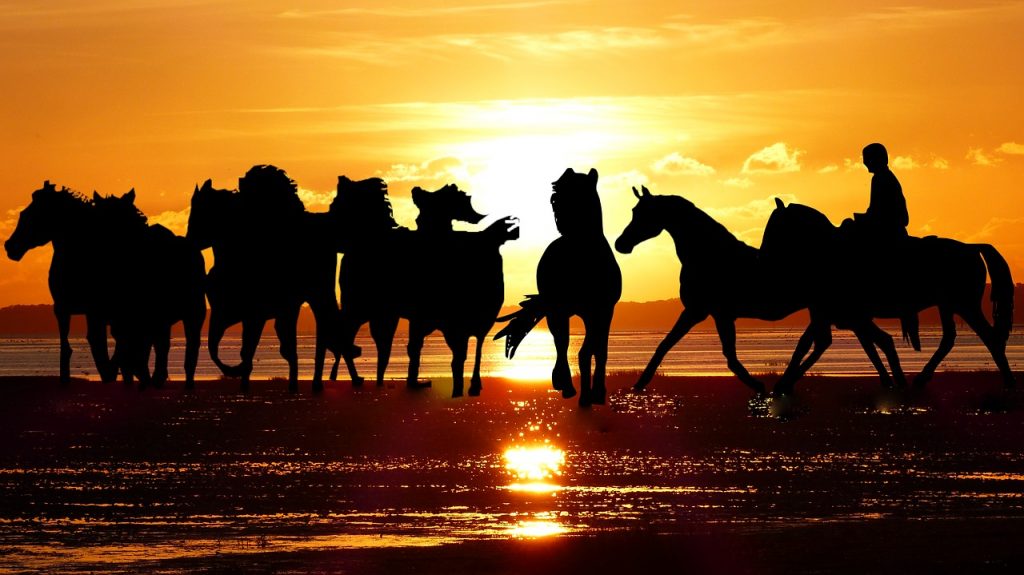 sunset, horses, provence