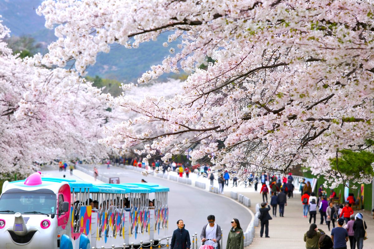 Sakura walk at Gwacheon