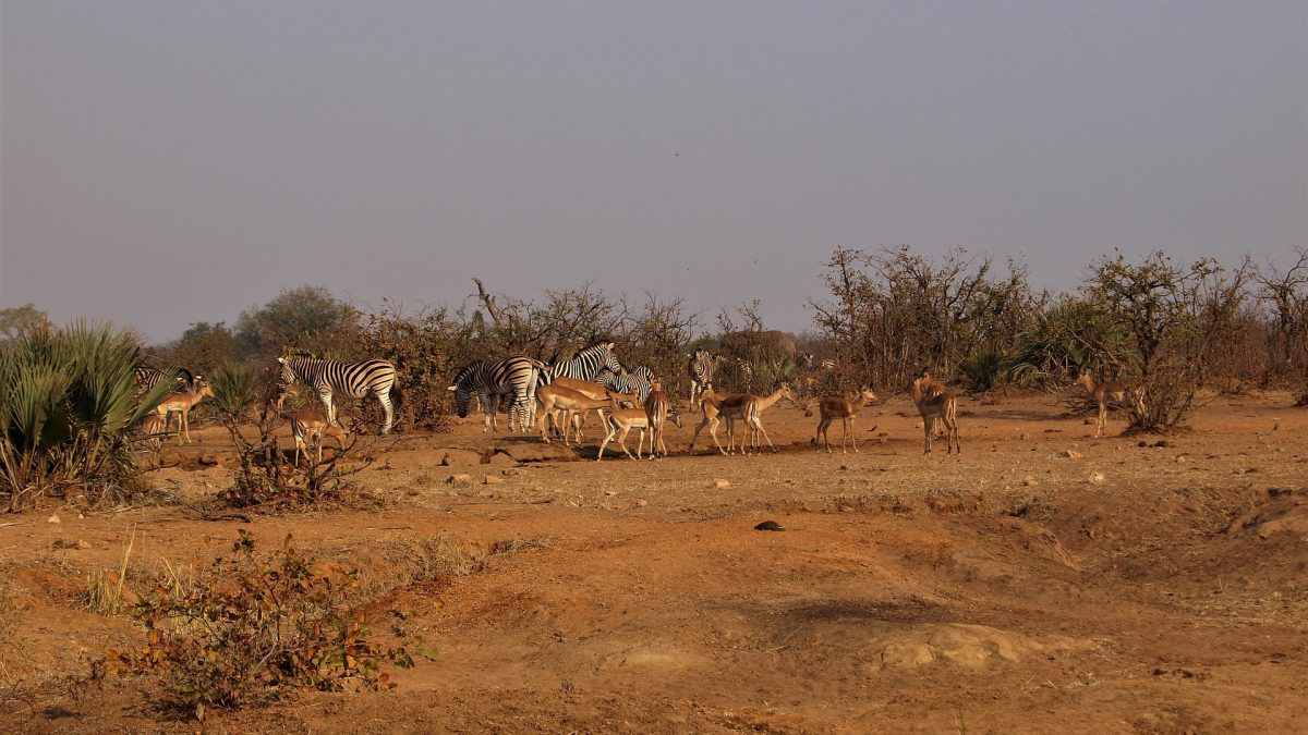 zebras and deers spending time together in Kruger National Park