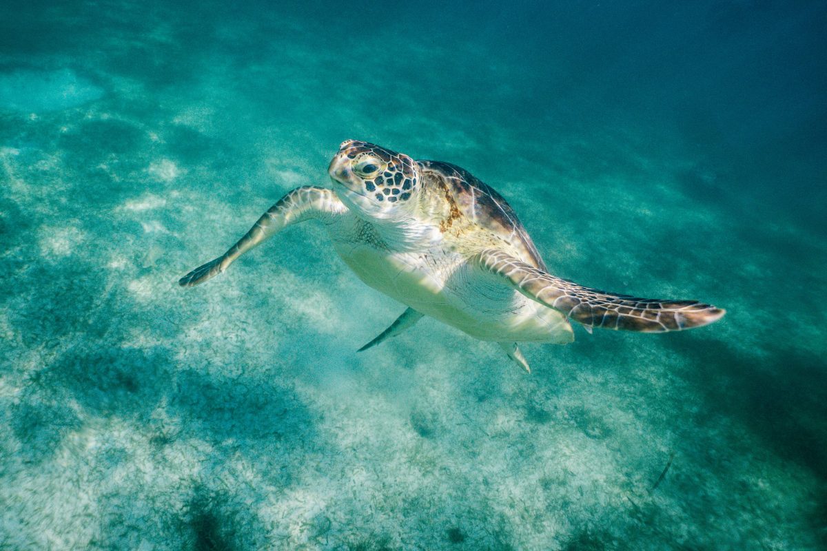 Turtle Swimming in Akumal