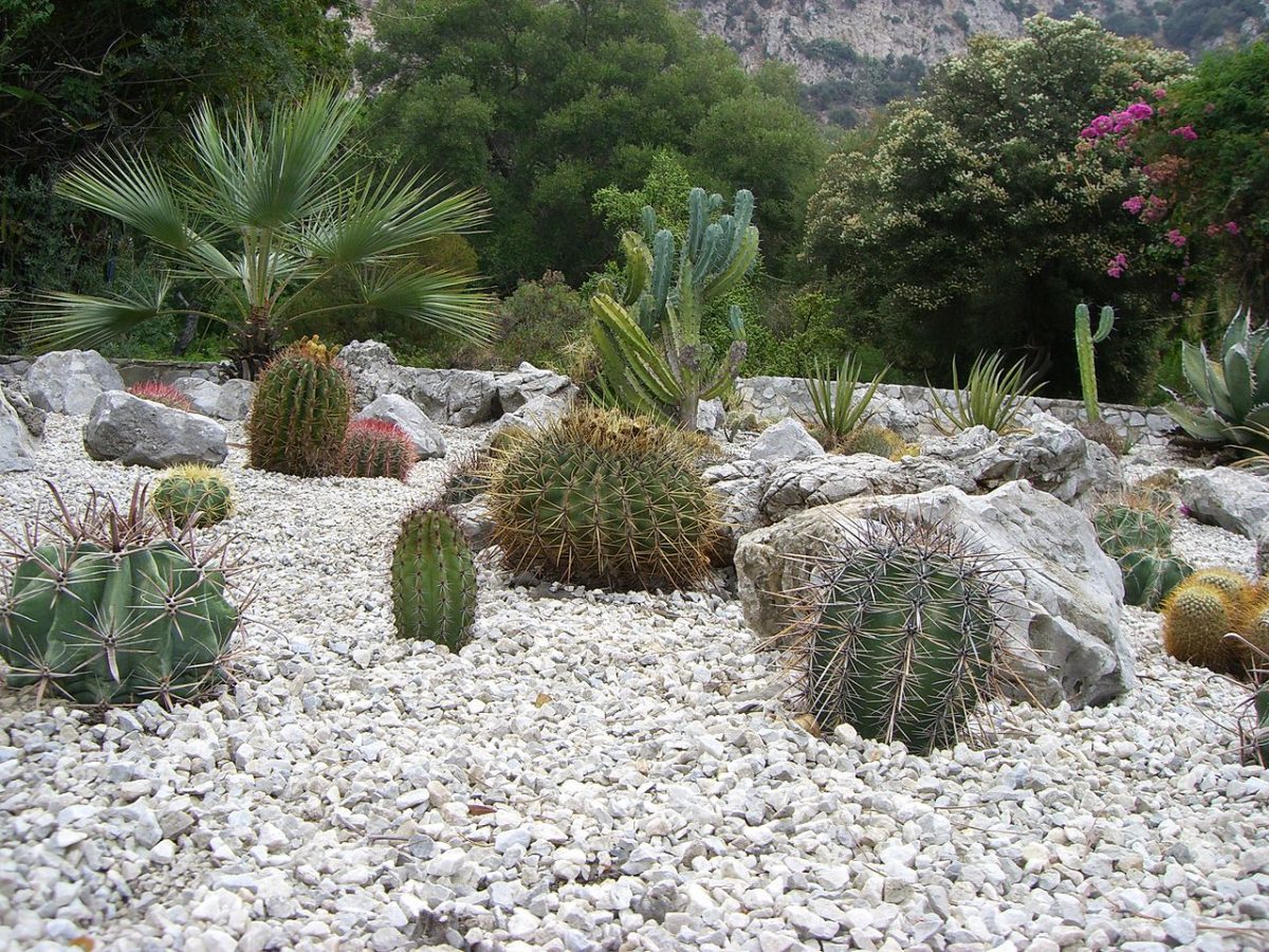 The beautiful Gibraltar Botanic Gardens, also known as The Alameda Gardens, were first opened to the public in 1816.