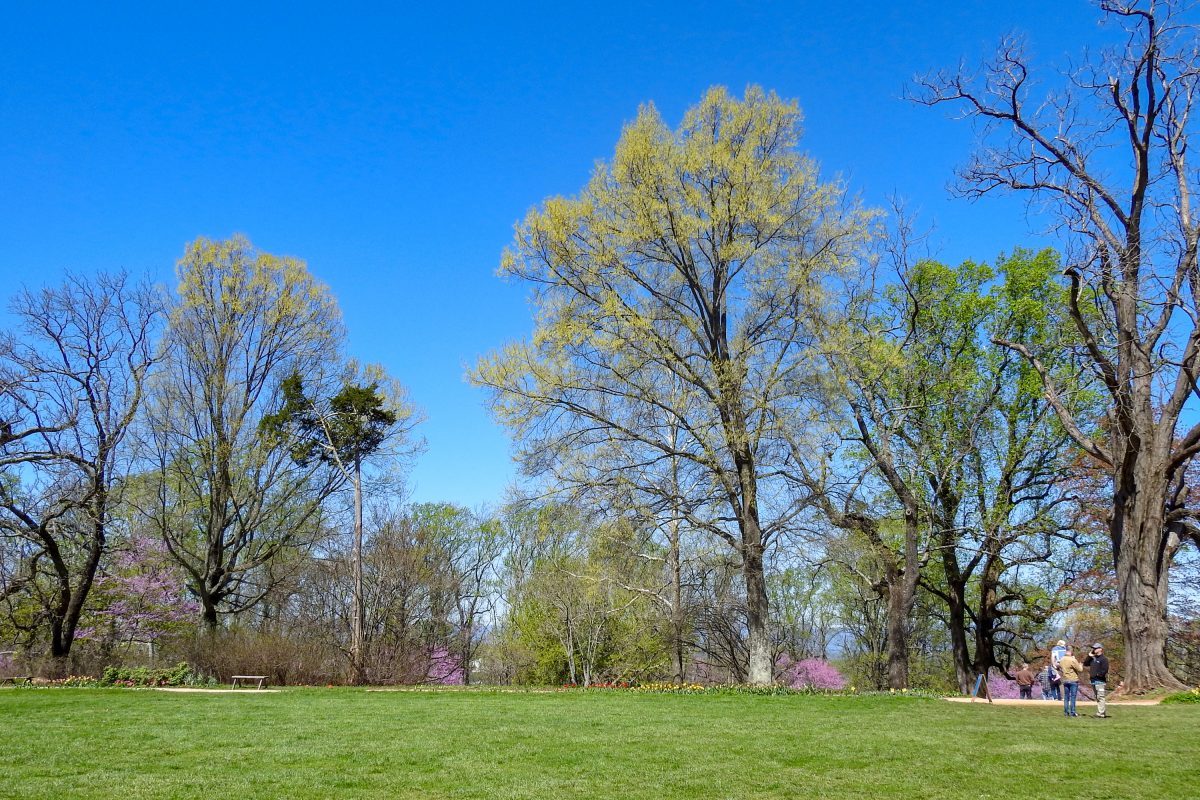 Virginia Virginia