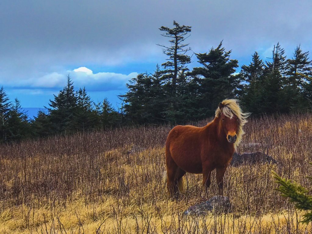 Virginia horses