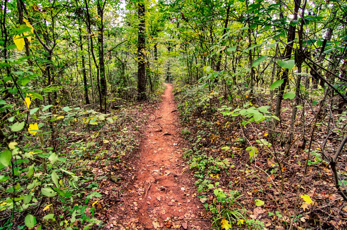 Ruffner Mountain Nature Center is located within Ruffner Mountain Nature Preserve, a biodiverse 1,040-acre park that's perfect for endless hiking.