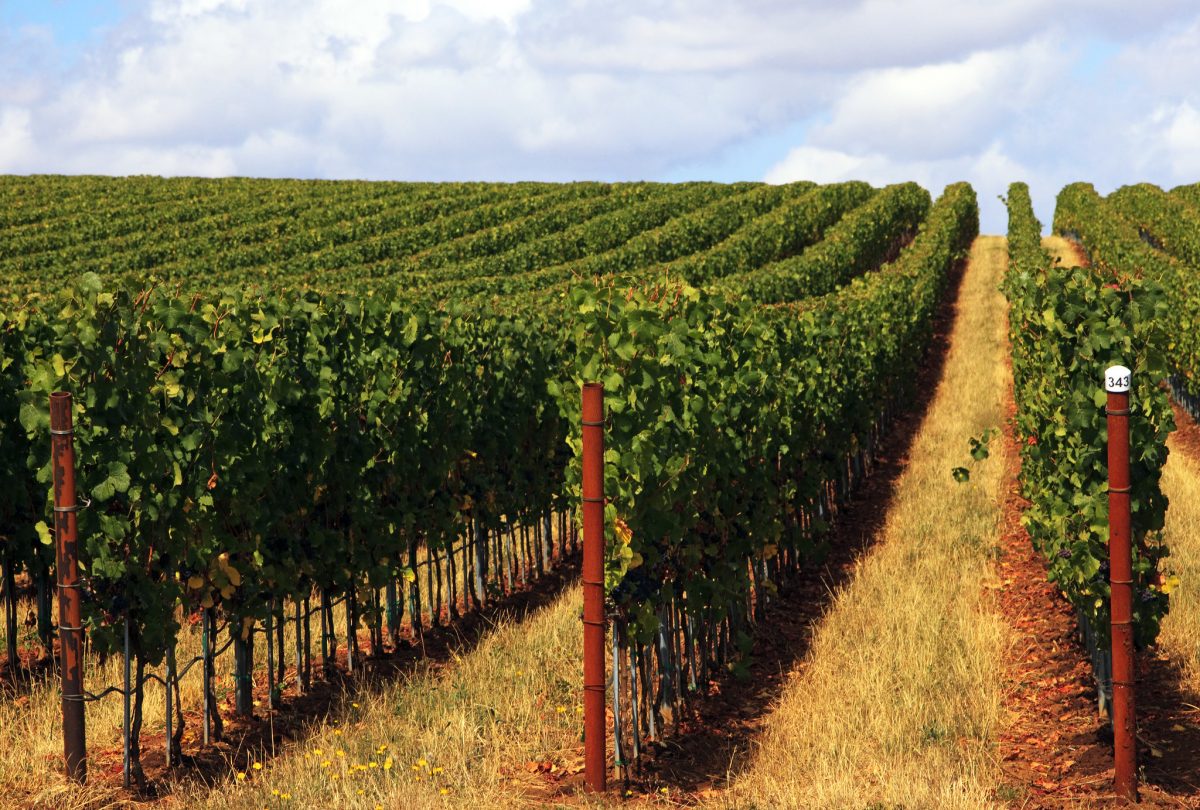 Oregon’s oldest winery has been in production since 1933. 