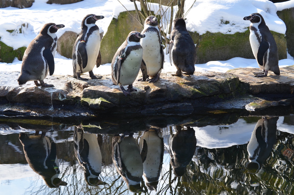 Berlin Zoo