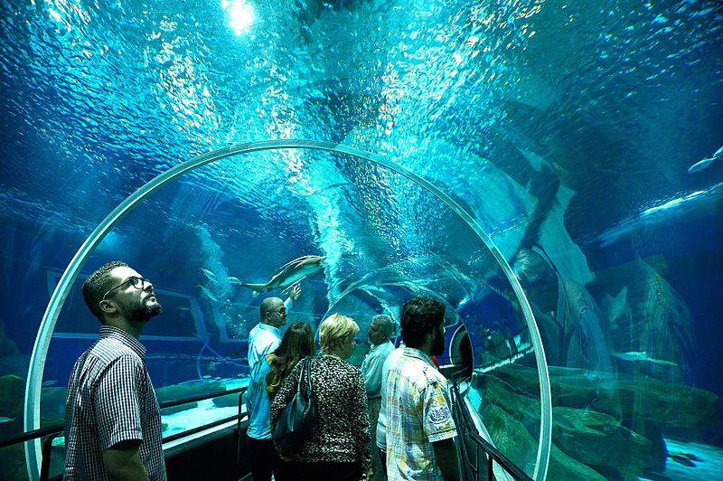 Inaugurated in October 2016, AquaRio contains 8,000 animals of 350 different species from all oceans. 