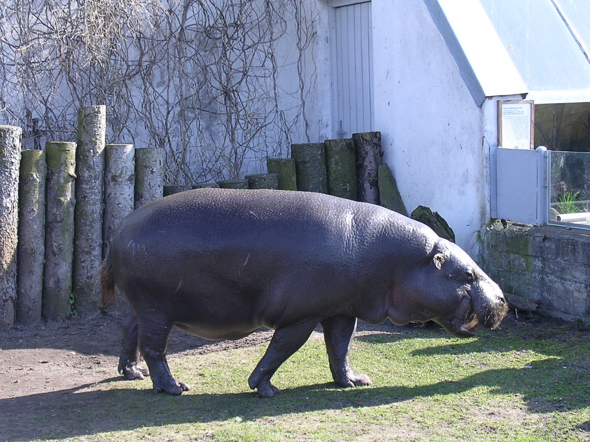 Placed on 89 acres of land, the Tallinn Zoo is one of the best Zoos in the Baltic.