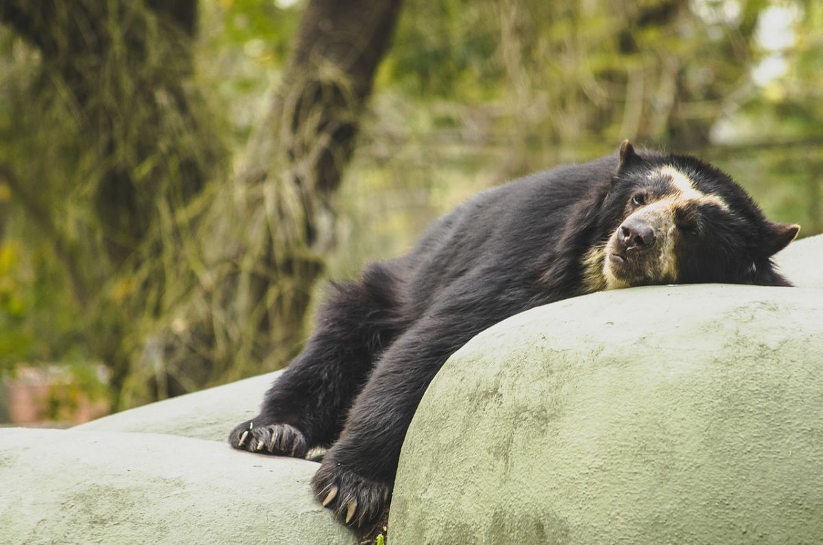 Rio de Janeiro’s zoo is located inside the Quinta da Boa Vista Park. It contains a collection of over 1,300 animals of 350 different species.