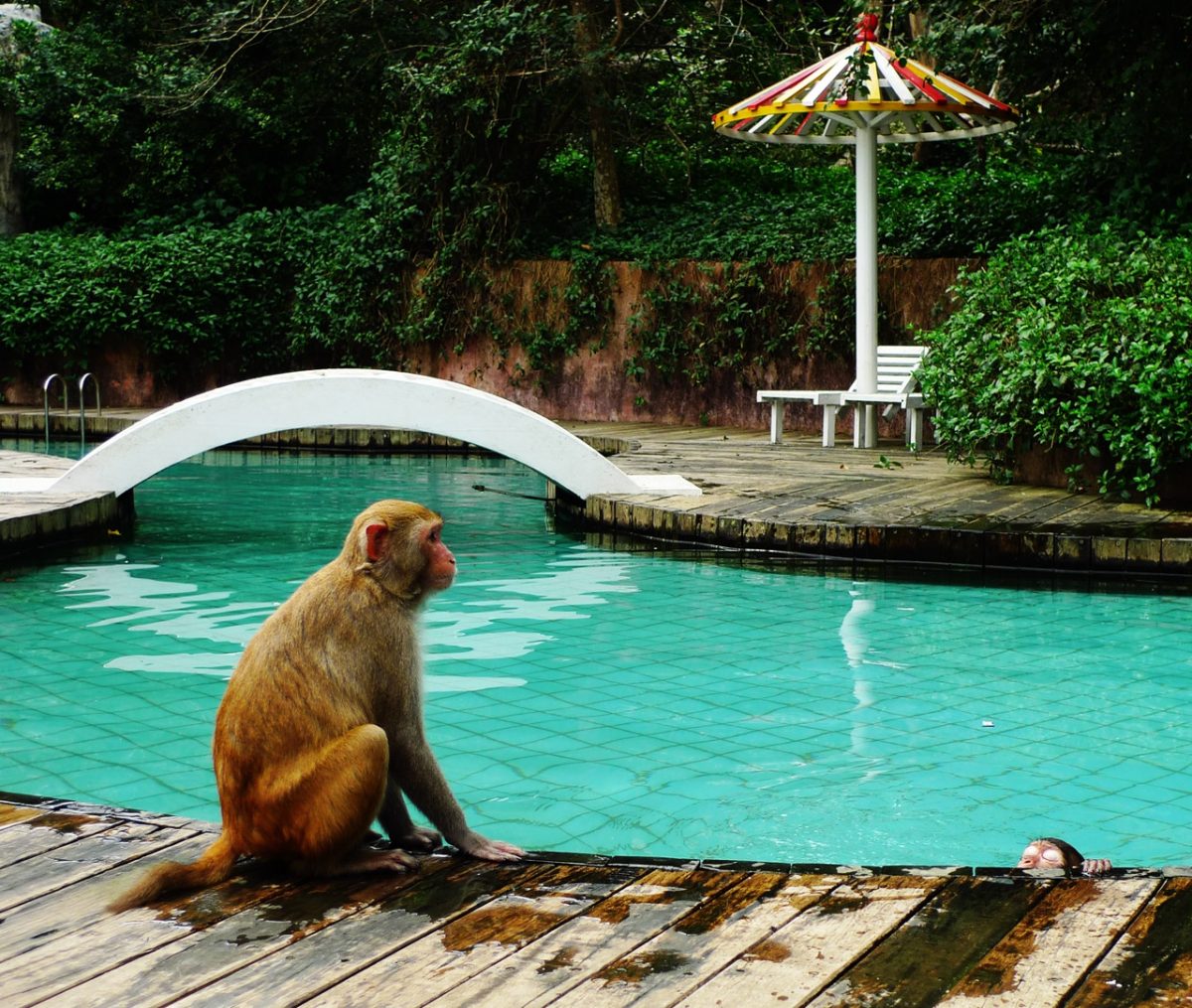 This state-protected nature reserve is located on the south coast of Hainan, near Sanya. It is home to more than 2500 macaque monkeys who are raised and trained here since 1965.  