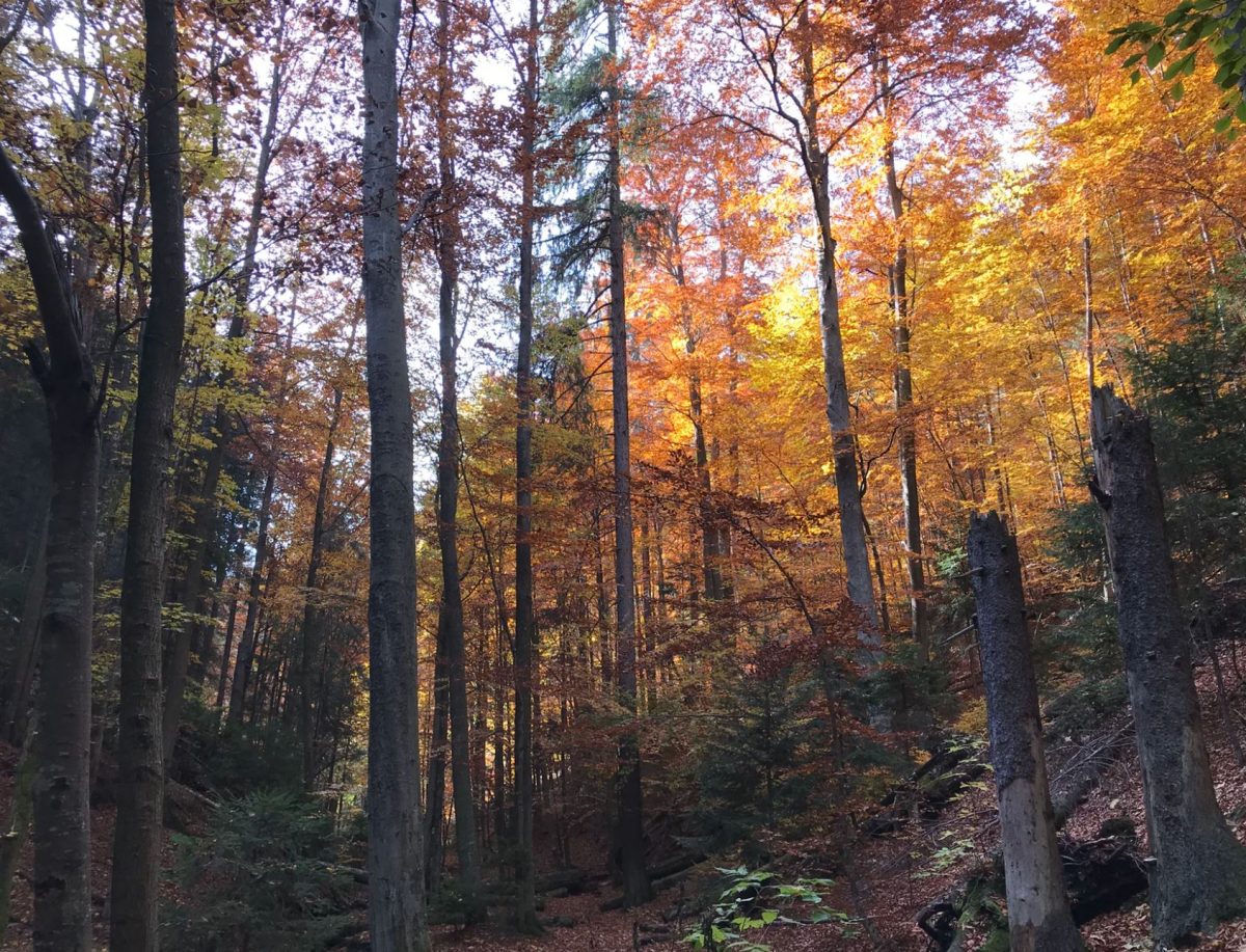 Slovak Paradise National Park 