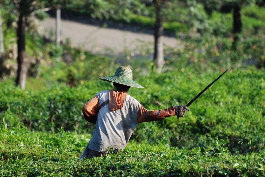 Sabah Tea Planatation, Sabah Tea Garden, sabah malaysia