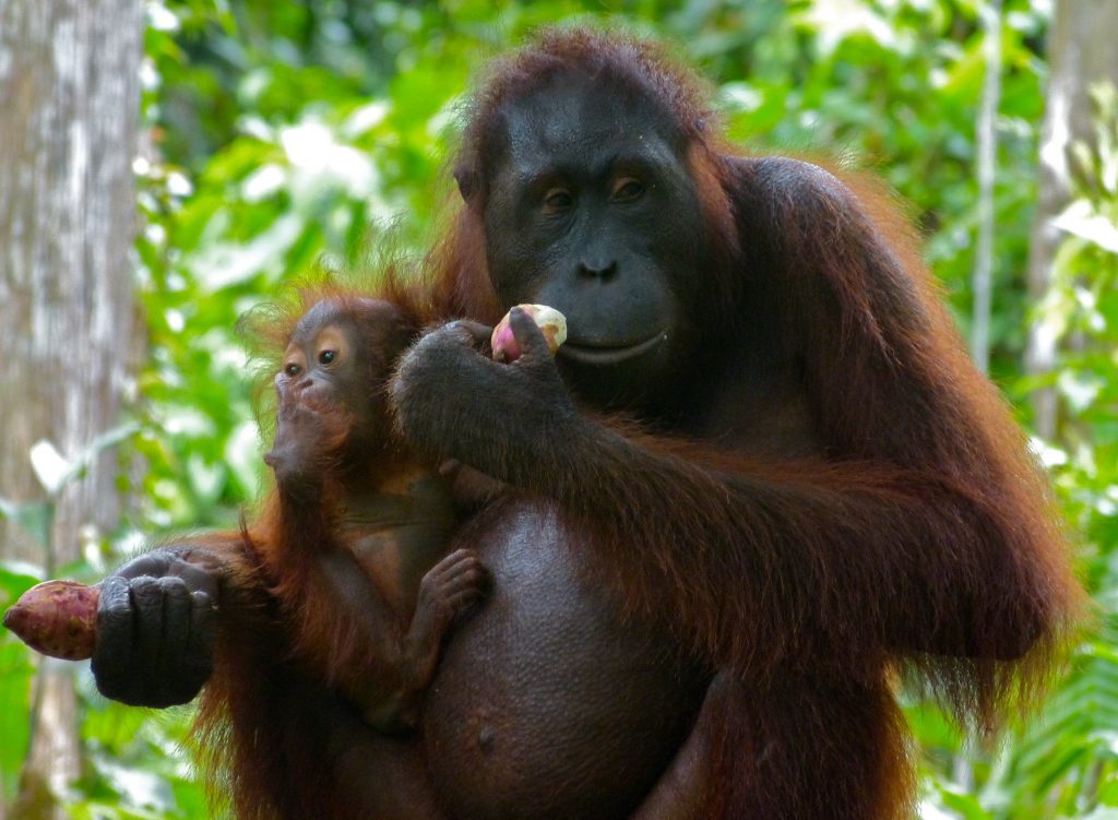 Sepilok Orangutan Rehabilitation Centre, sabah malaysia